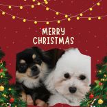 高崎動物専門学校のオープンキャンパス