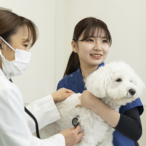 ヤマザキ動物看護専門職短期大学1
