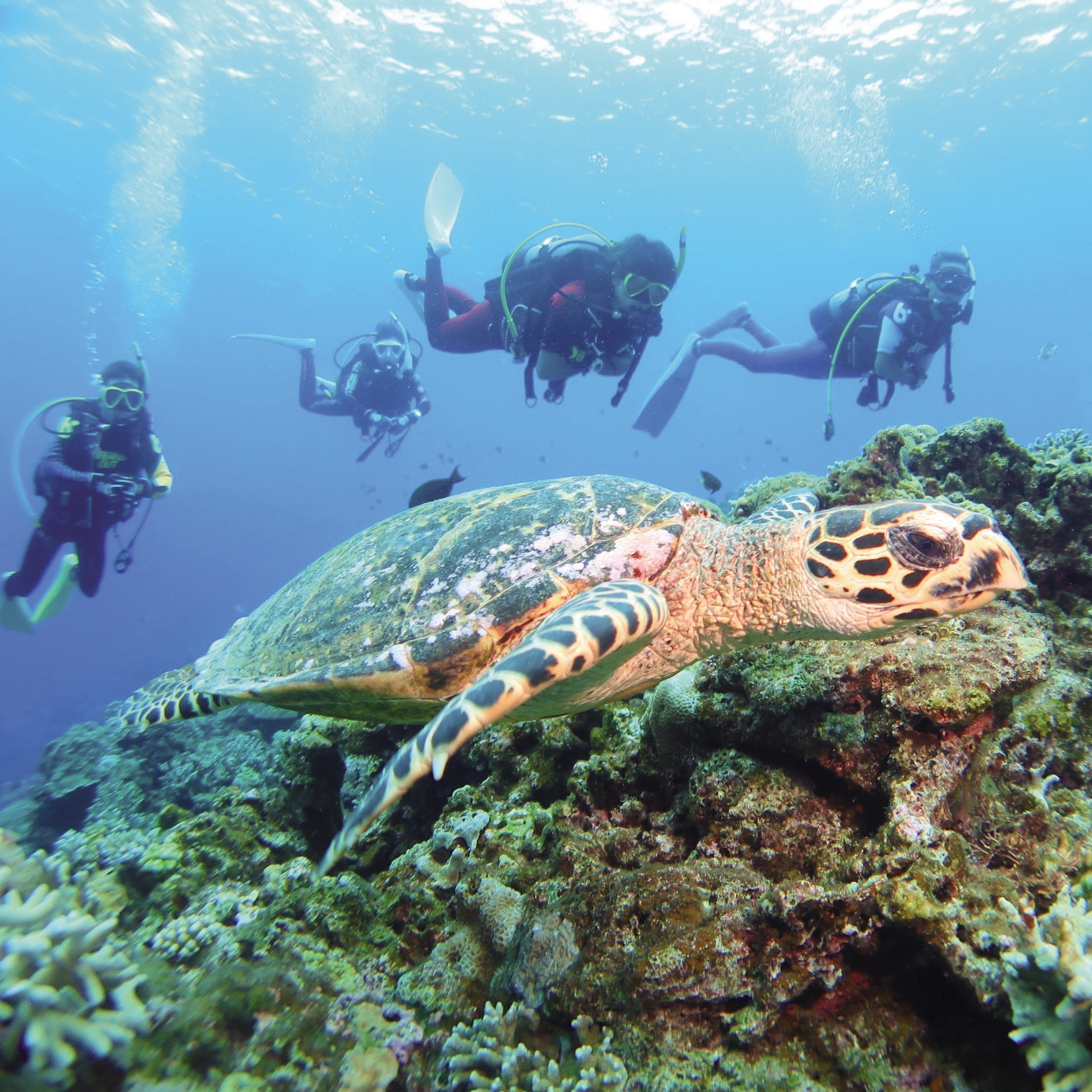ダイビング体験／東京リゾート＆スポーツ専門学校