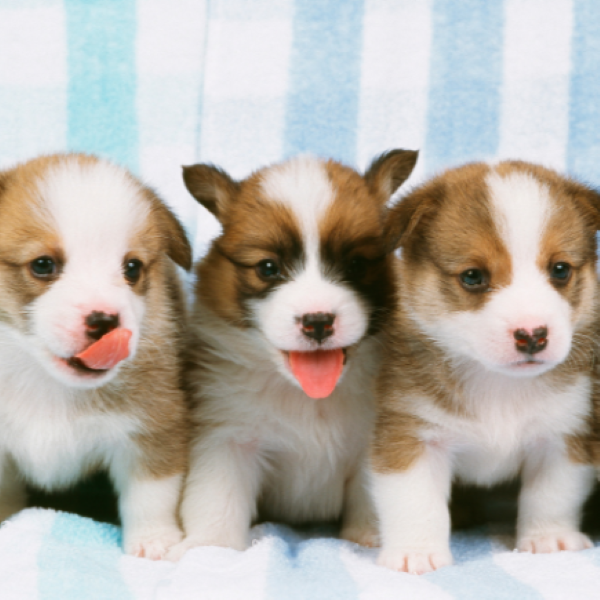 群馬動物専門学校