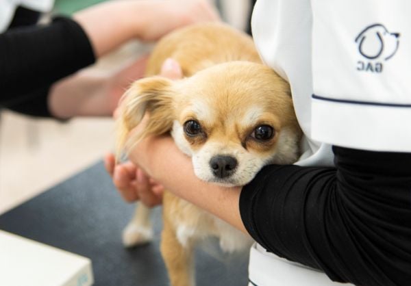 群馬動物専門学校