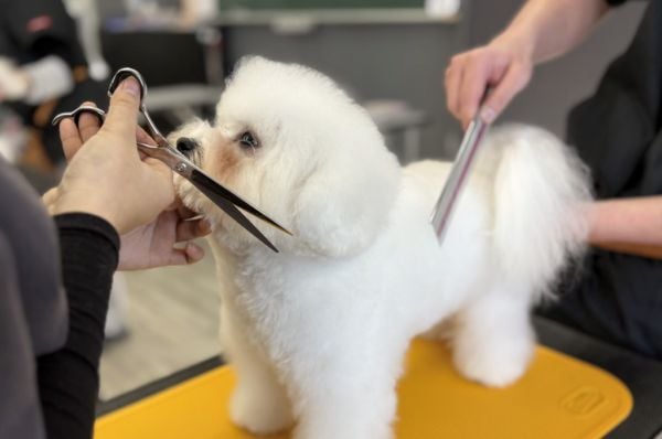 群馬動物専門学校