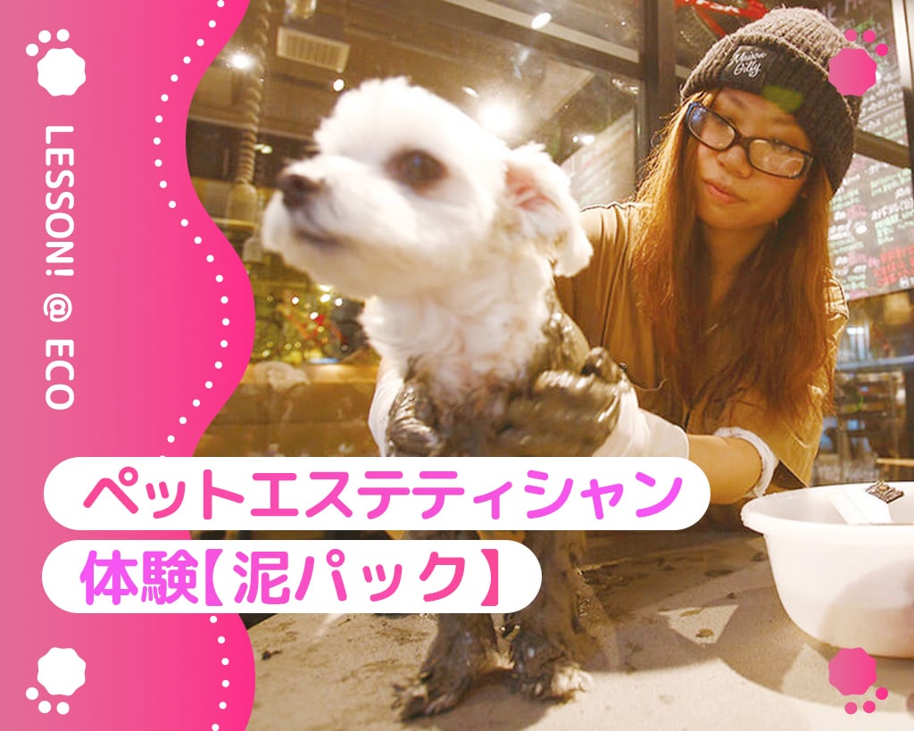 ペットエステティシャン体験＜泥パック＞／大阪ＥＣＯ動物海洋専門学校