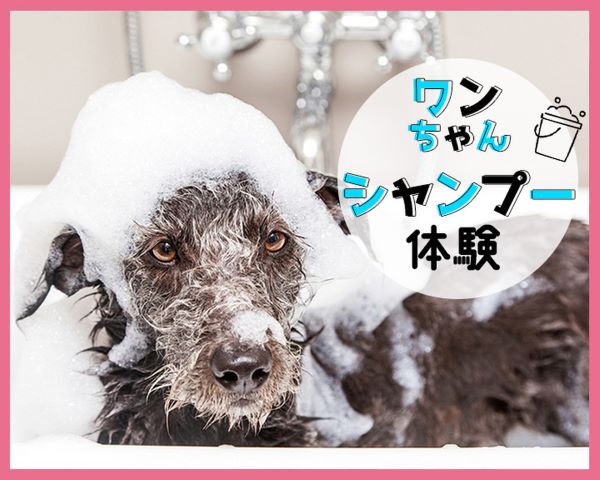 ＴＣＡ東京ＥＣＯ動物海洋専門学校