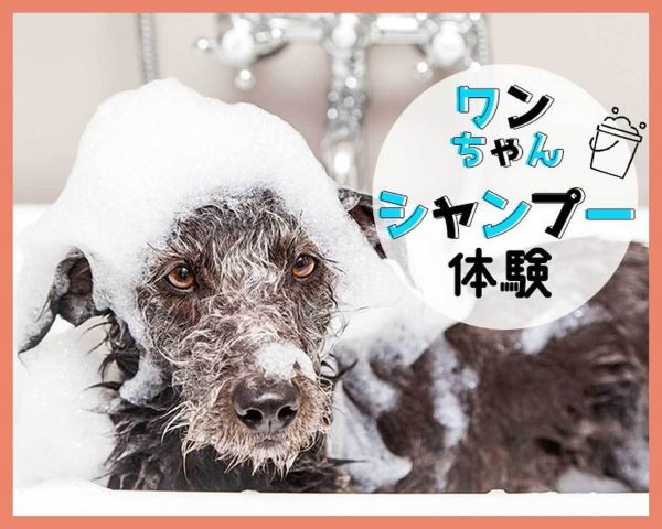ワンちゃんシャンプー体験／ＴＣＡ東京ＥＣＯ動物海洋専門学校