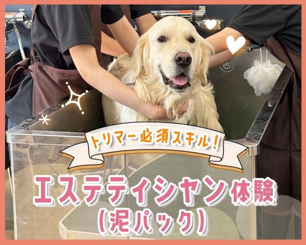 トリマー必須スキル！エステティシャン体験（泥パック）／ＴＣＡ東京ＥＣＯ動物海洋専門学校