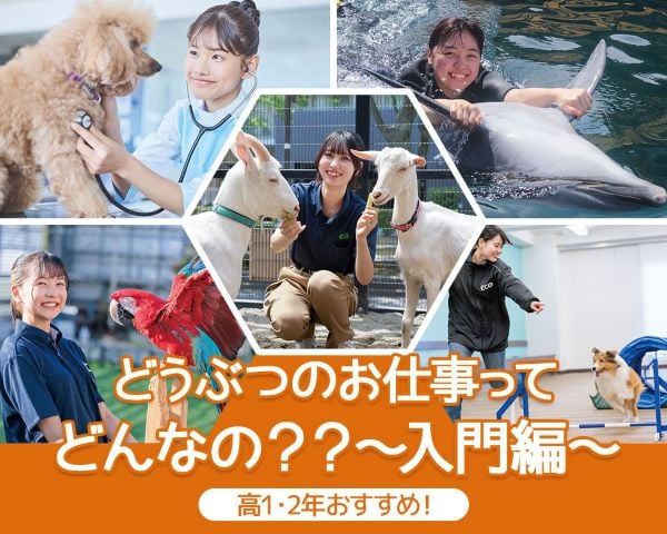 TCA東京ECO動物海洋専門学校