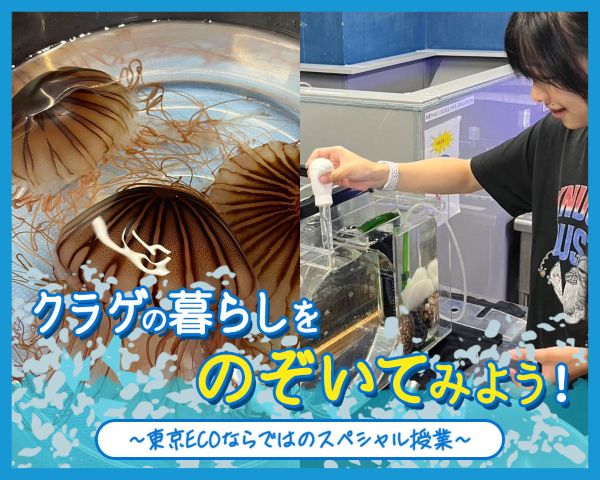 クラゲの暮らしをのぞいてみよう！／ＴＣＡ東京ＥＣＯ動物海洋専門学校