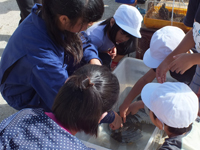 長崎県 北松農業高校 農業科学科動物コースのみなさん2