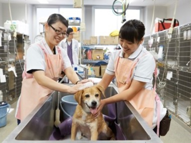 日本獣医生命科学大学のオープンキャンパス